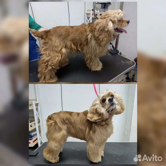 Груминг собак/Модный хвоСт/салон