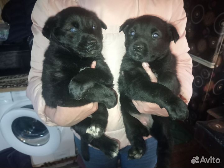 Отдам щенков