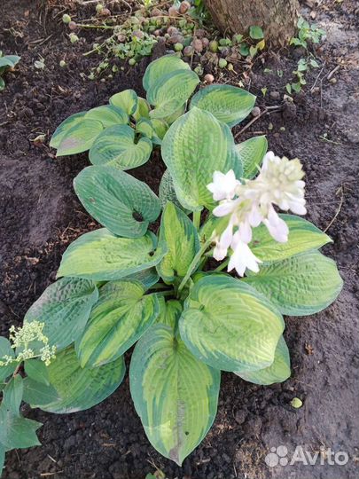 Хоста и каприфоль