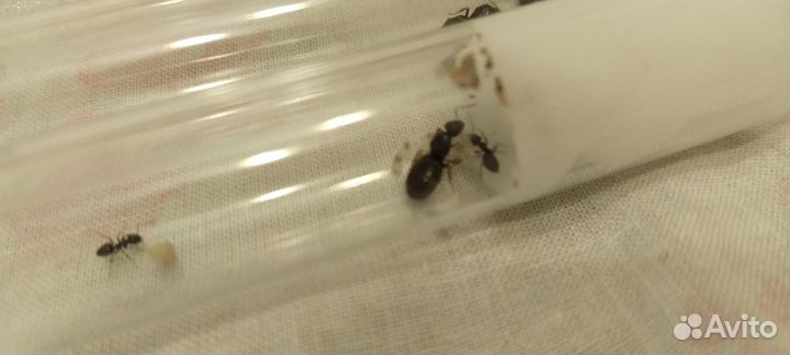 Муравьи Lasius Niger