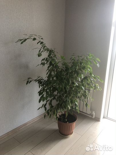 Фикус бенджамина