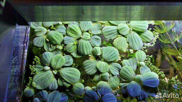 Растения для аквариума