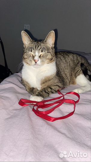 Ищу передержку для котика