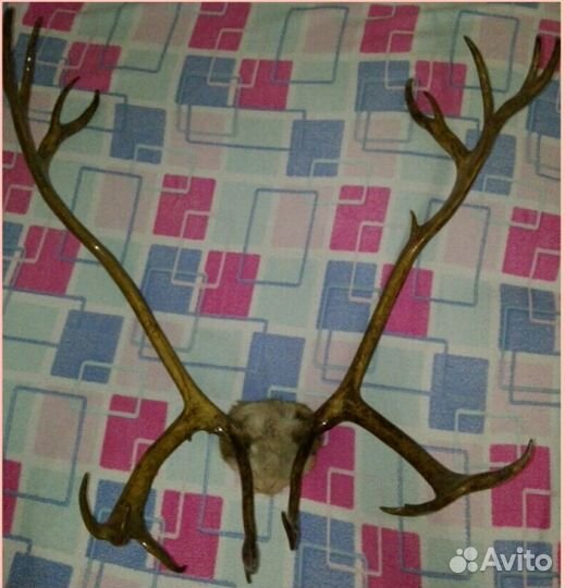 Рога оленя