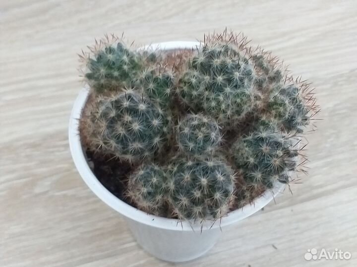 Кактус маммиллярия