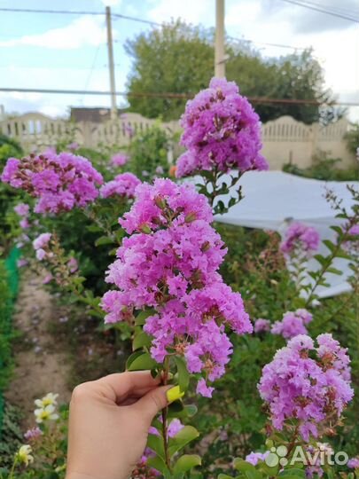 Лагерстрёмия индийская (индийская сирень)