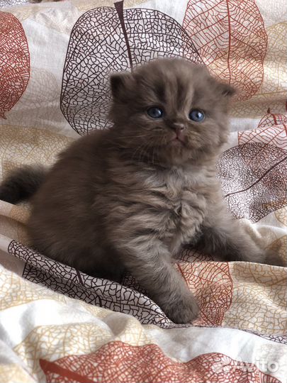 Шотладские вислоухие котята