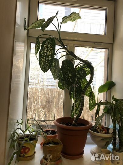 Диффенбахия