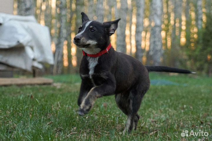 Собака в добрые руки