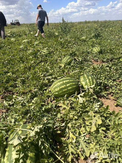 Арбуз Оренбург от 8 до 17 кг 300 тонн