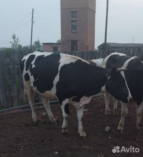 Корова и телка