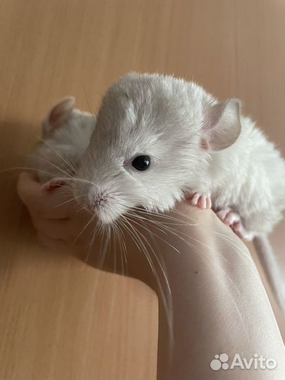 Шиншилла