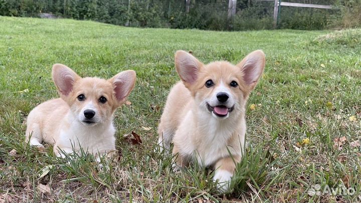 Девочки вельш корги пемброк 3 месяца