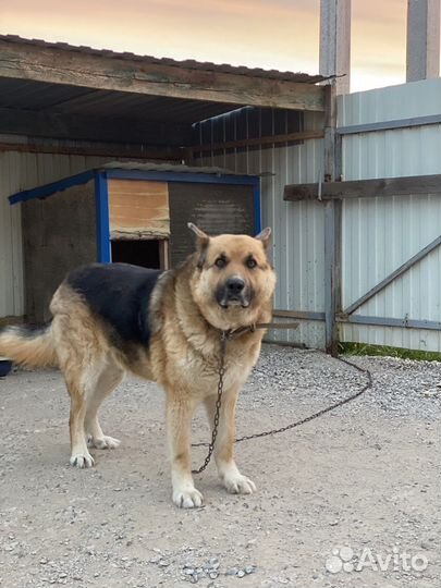 Собаки бесплатно