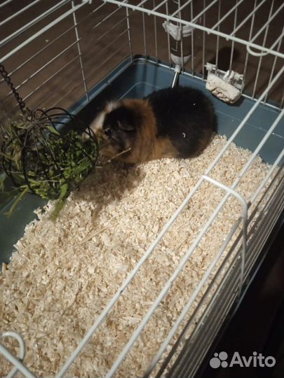 Морская свинка в добрые руки, с клеткой