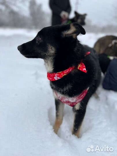 Собака из приюта в добрые руки