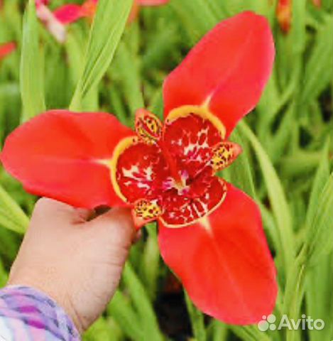 Лилии анемоны