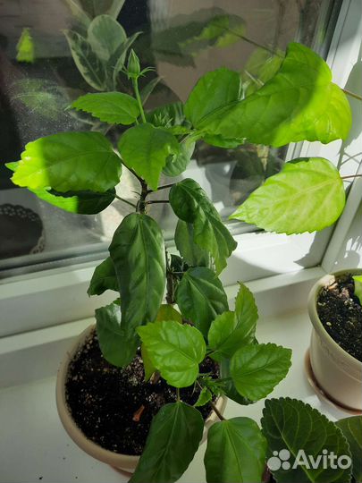 Гибискус комнатный