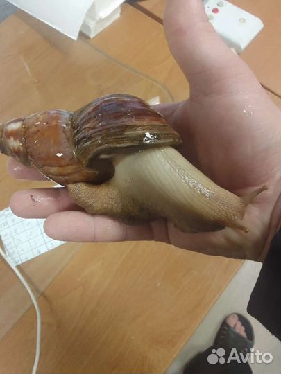 Улитки ахатины