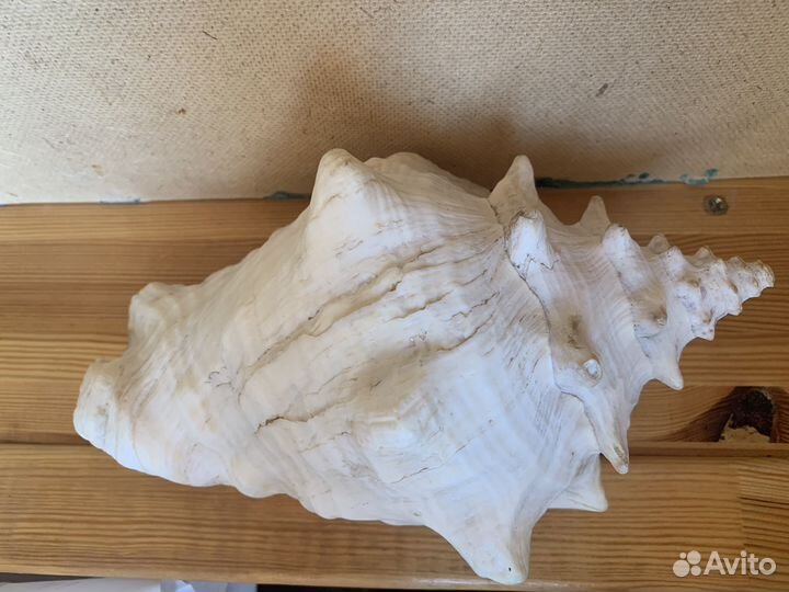 Ракушка морская большая