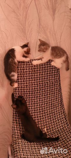 Котятки в добрые руки