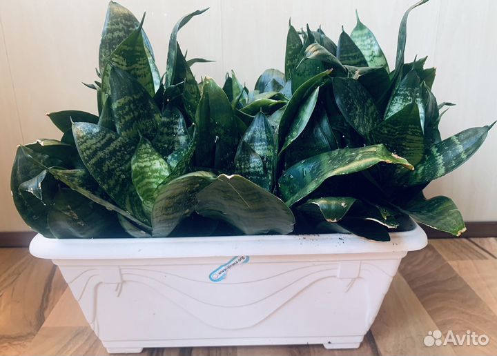 Сансивиерия или тещин язык