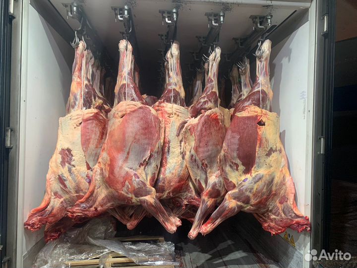 Продам мясо конина