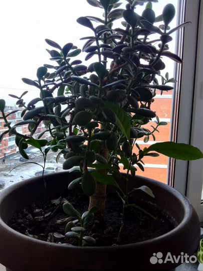 Замиокулькас