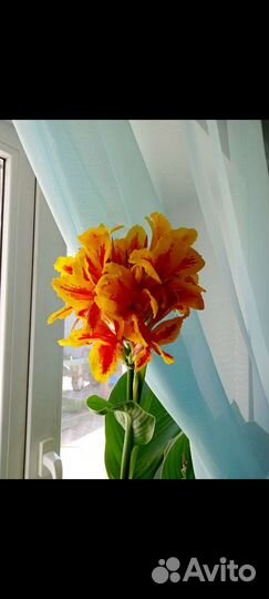 Цветы Канны улица/дом