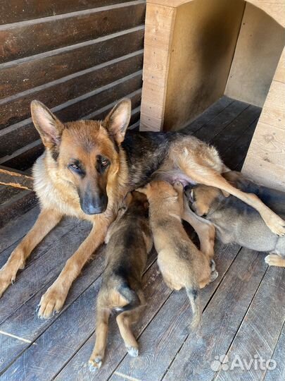 Отдам щенков в добрые руки, метисы немки овчарки