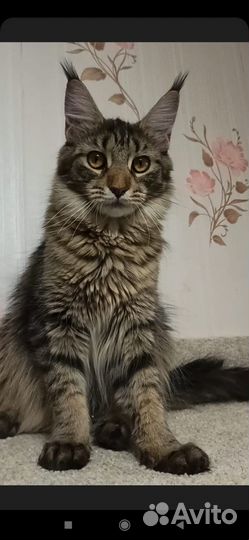 Мейн кун