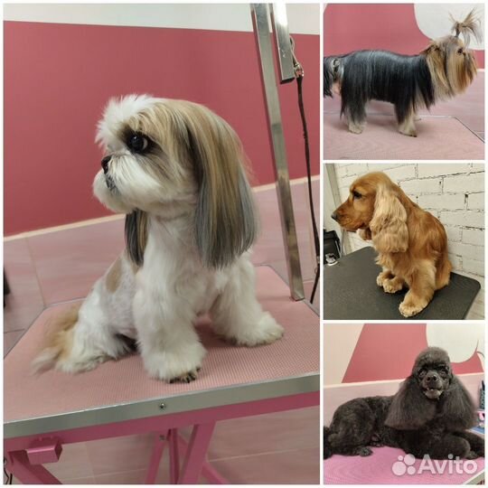 Начинающий грумер