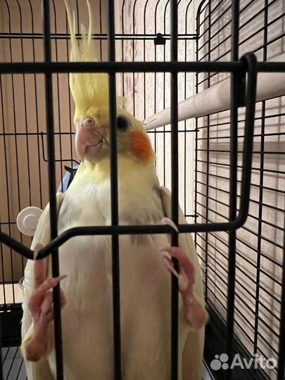 Попугай корелла и какарик