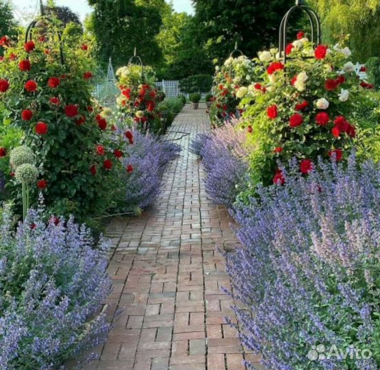 Котовник фассена