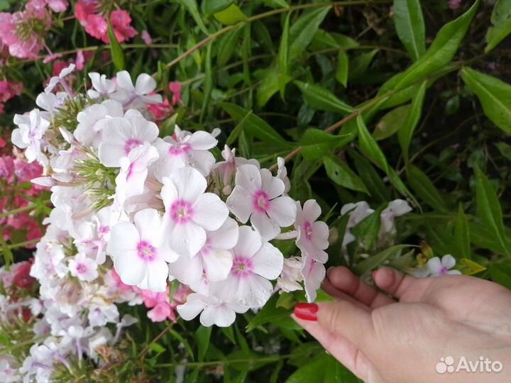 Многолетники