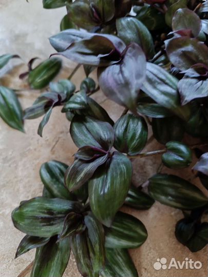 Традесканции и диффенбахия пятнистая