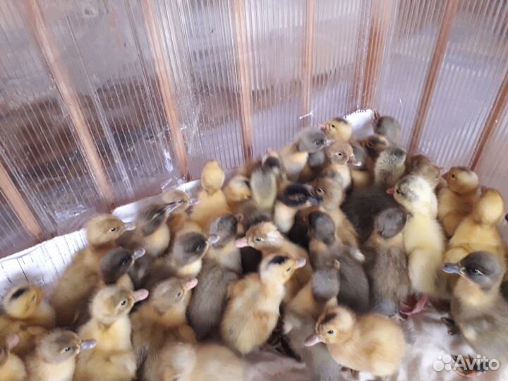 Утята, утки, инкубационное яйцо