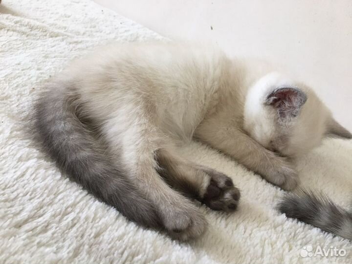 Продаю котят британцев (белые голубоглазые )