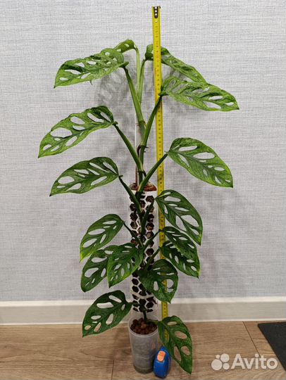 Монстера адансона вариегатная минт взрослая