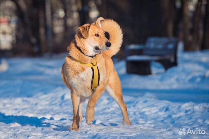 Мишка ищет хозяев. Собака в добрае руки