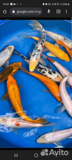 Малек карпа кои