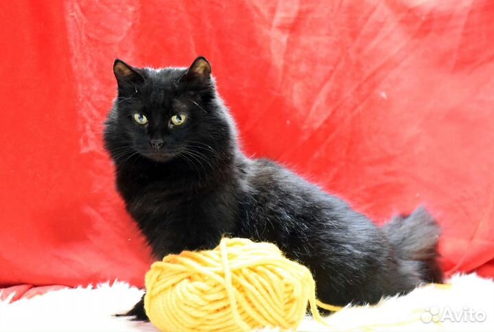 Шикарный кот Барон