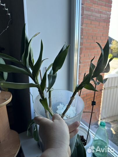 Орхидея дендробиум нобиле