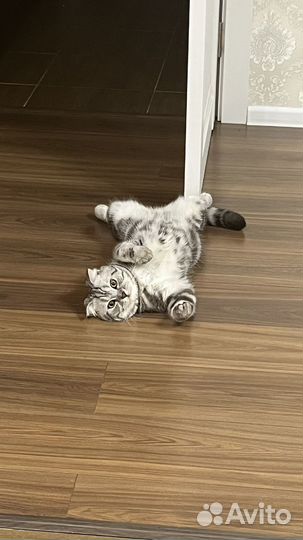 Шотландский кот для вязки и любви