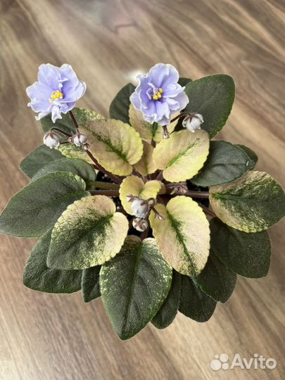 Сортовые фиалки