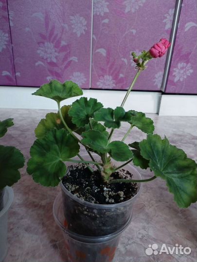 Пеларгония герань viva rosita, и фиалки