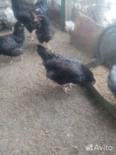 Инкубационное яйцо породистой птицы и цеплят