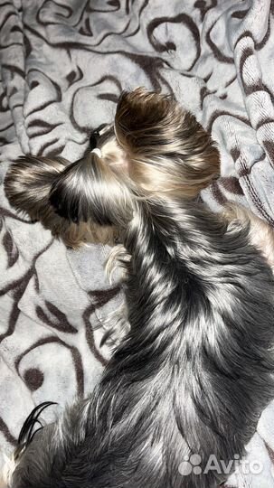 Вязка Йоркширский терьер мини мальчик