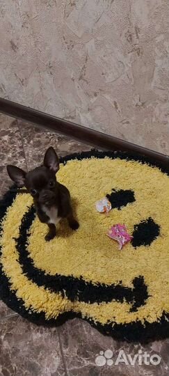 Чихуахуа кабель вязка