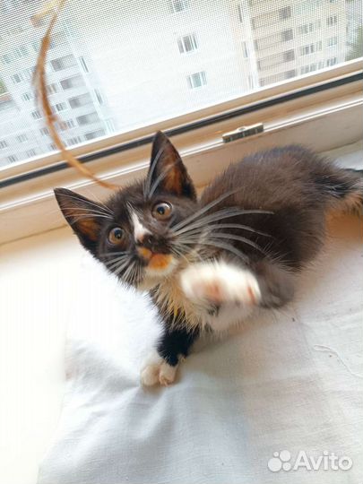 Котёнок, 2 месяца